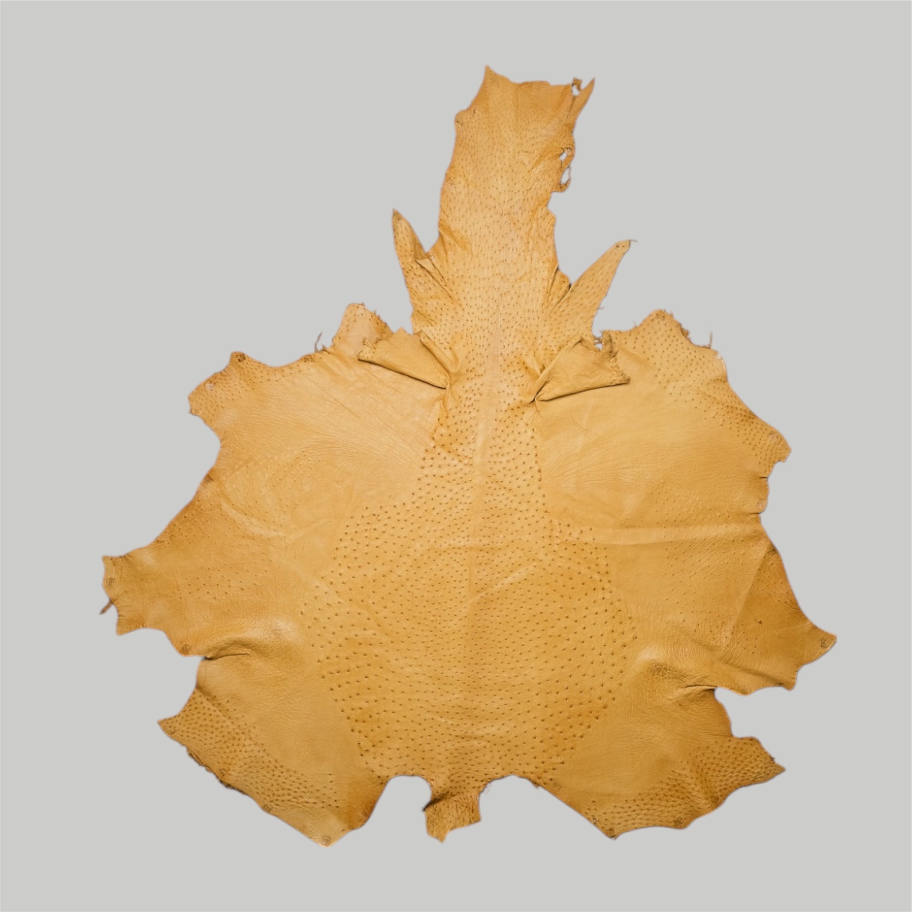 Yellow Ochre 021